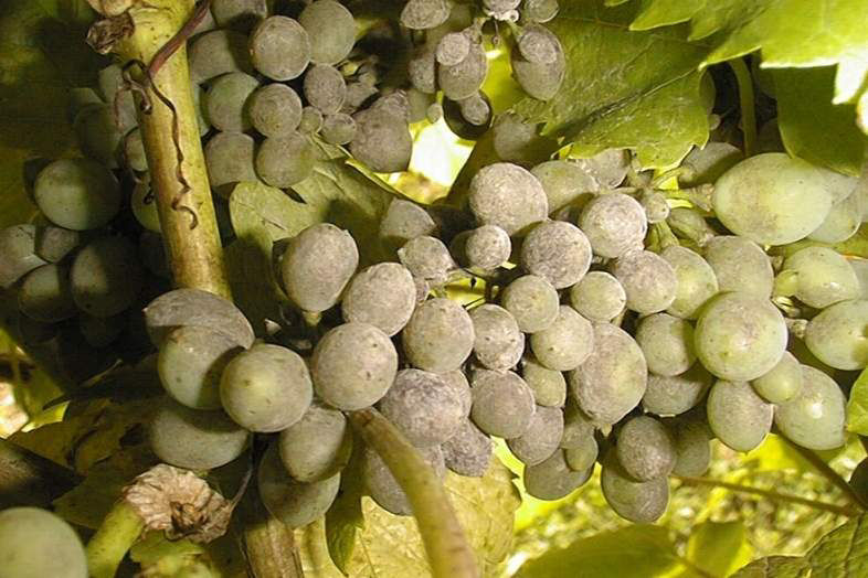 Powdery Mildew - Grapes
